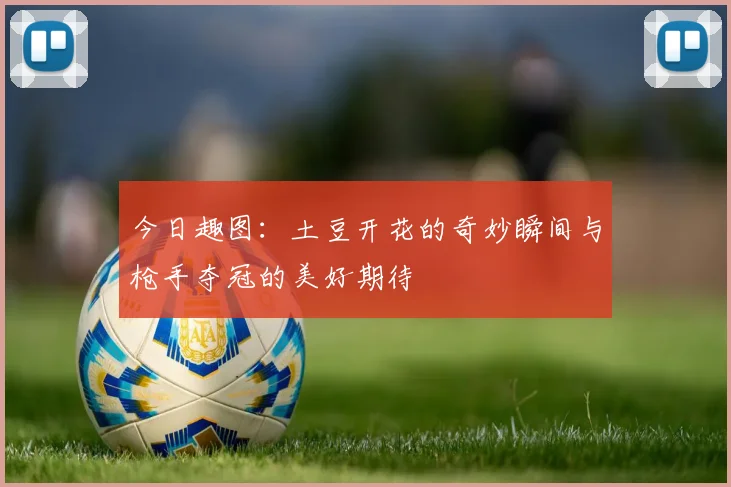 今日趣图：土豆开花的奇妙瞬间与枪手夺冠的美好期待